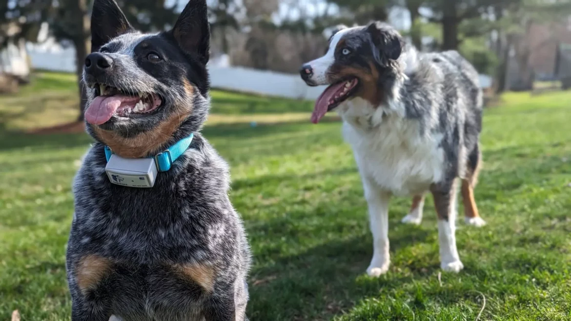 dog guard spring 25 Dog Guard